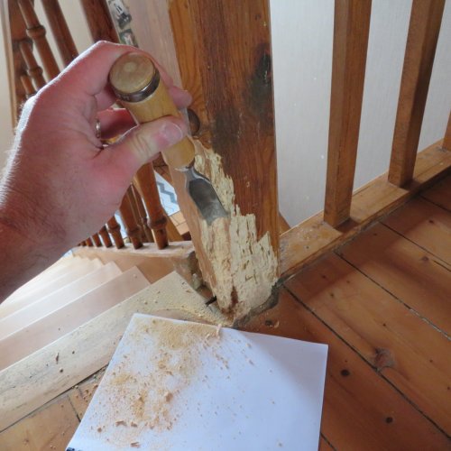 expertise bois charpente mérule champignons humidité