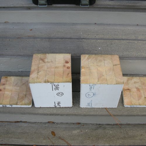 expertise bois charpente mérule champignons humidité